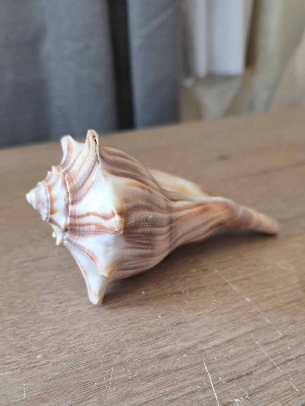 Coastal Spiral Sea Shell Accent in Brown and Cream